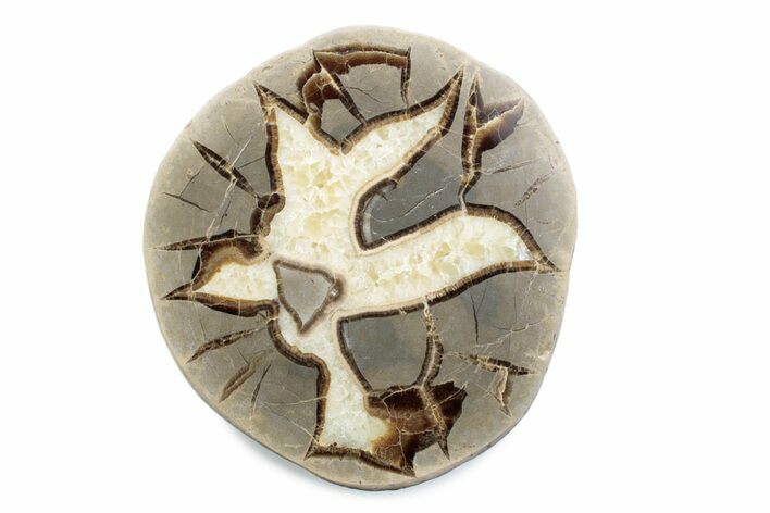 Polished Septarian Nodule Half - Utah #378436